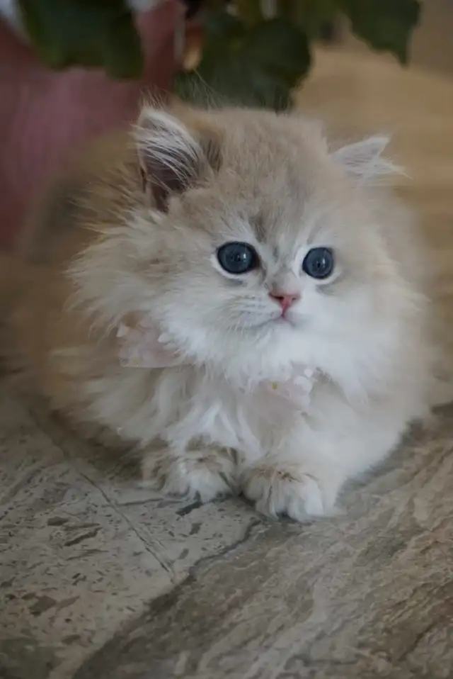 Purebred British shorthair kittens TICA. . in Cats & Kittens for Rehoming in City of Montréal - Image 6