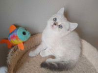 British white/point male and female kitten blue eyes shorthair