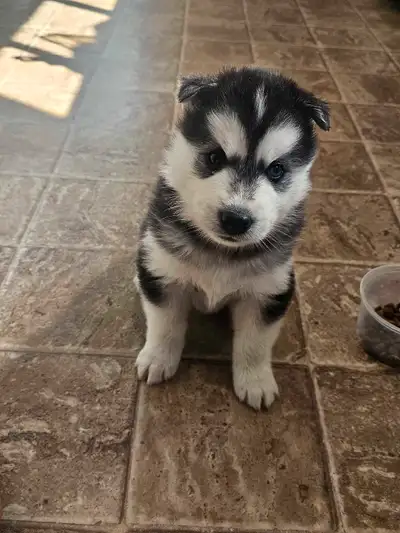 Siberian Husky puppies: 2 girls and 2 boys, View more