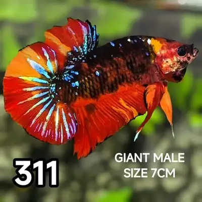 Betta Fish Sale! $15, View more