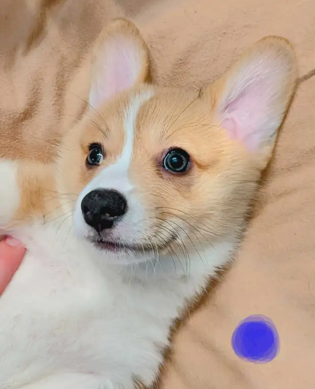 Pembroke Welsh Corgi Puppies in Dogs & Puppies for Rehoming in Kawartha Lakes - Image 8