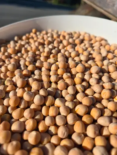 Yellow Peas (Alberta grown), View more