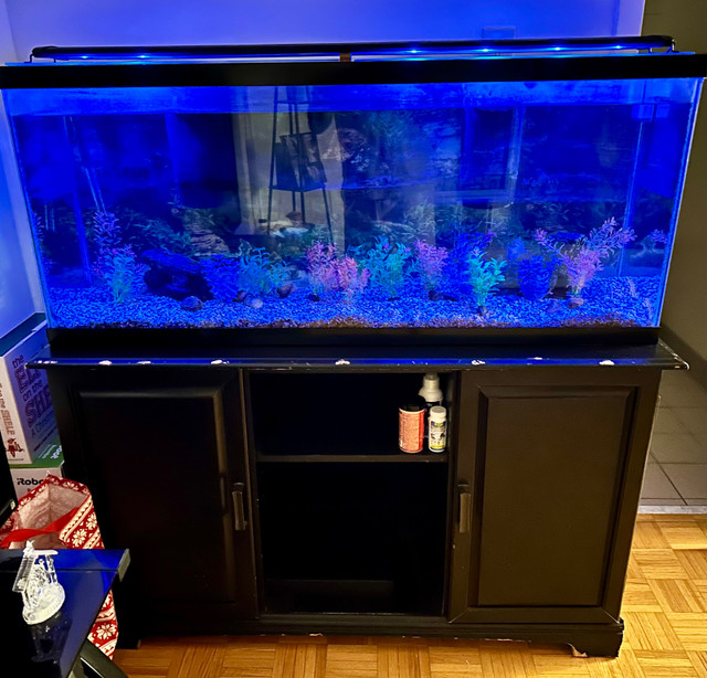 55 gallon fish tank in Hobbies & Crafts in City of Toronto - Image 2