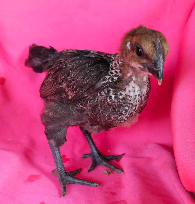 chicks available (maran, polish, frizzle/polish, H'mong) in Livestock in New Glasgow