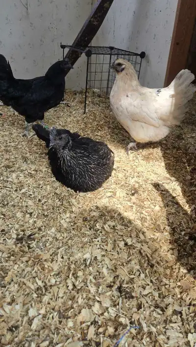 All hens are bred by my purebred cemani rooster. Some hens are F1 cemani cross themselves which woul...