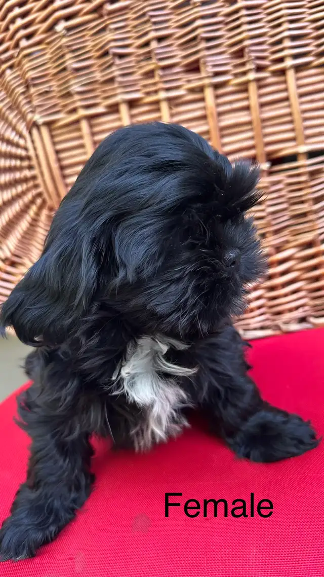 Shih tzu puppies 4 left in Dogs & Puppies for Rehoming in Vernon - Image 3