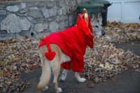 Halloween Costume for Large Dog : Custom-Made