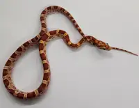 serpent des bles hypo, corn snake