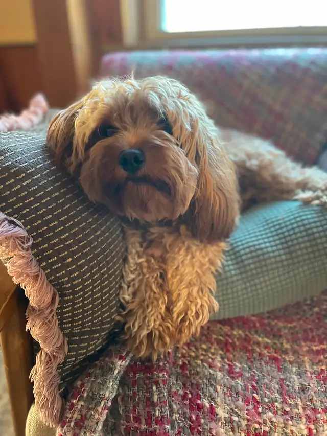 Cavapoo Puppies - Health Tested - Fox Reds! in Dogs & Puppies for Rehoming in Ottawa - Image 2
