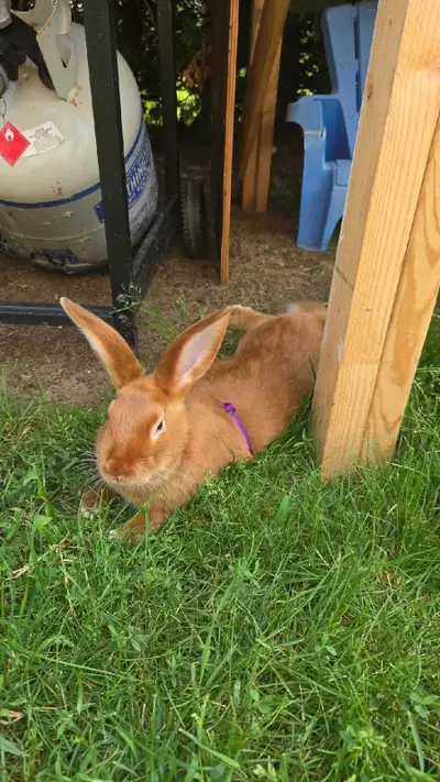 Lapin Mâle Nouvelle Zélande x Géant des Flandres. Il es a donner contre bon soins. Ne s'entend pas a...