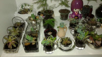 Fairy Plants for Sale