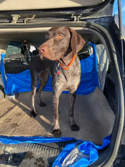 short hair german pointer to a good home, View more