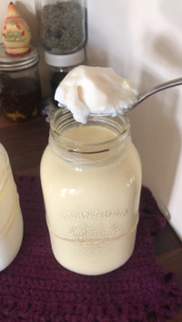 Clabber milk Culture/Starter 