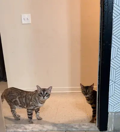 couple bengal pure race Snow mink et Brown , View more