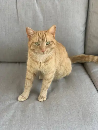 friendly beautiful ginger red female cat for rehoming, View more