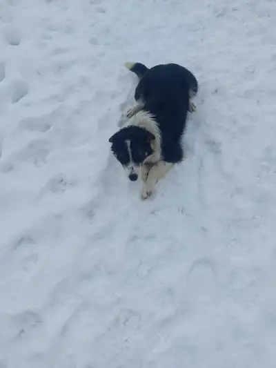 Border Collie male for rehoming, View more
