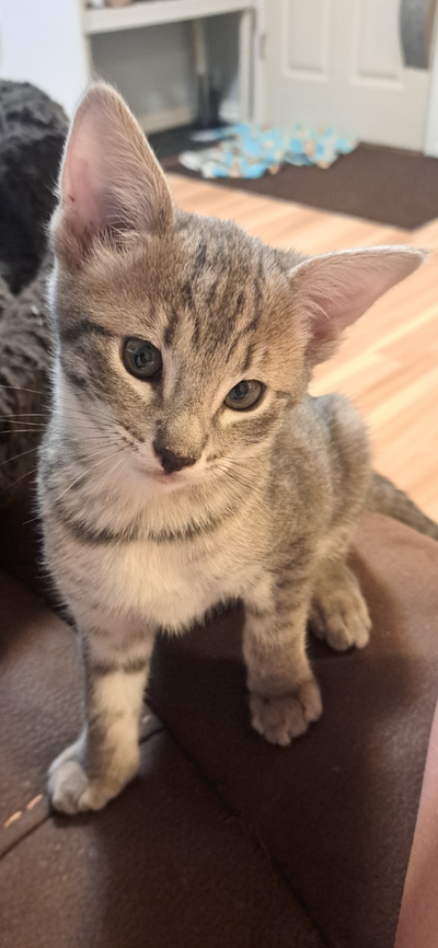 Savanah female kitten for sale., View more