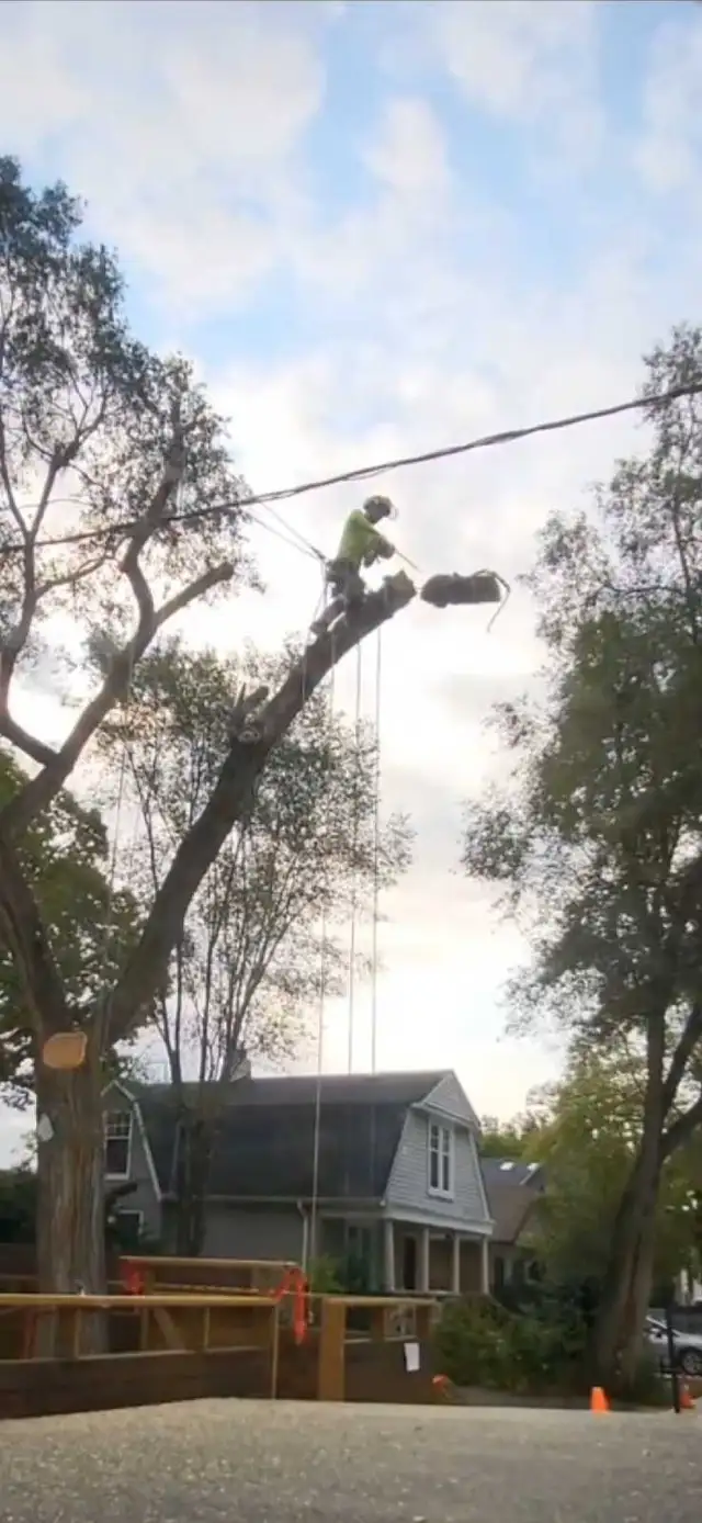 Tree Pruning And Removal 647 654-1884 in Lawn, Tree Maintenance & Eavestrough in City of Toronto - Image 8