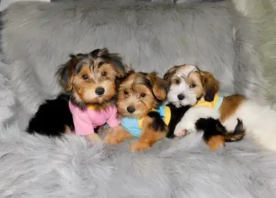 Chiots morkie, View more