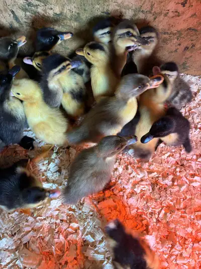 Hatched on June 6th, parents are appleyard. Pekin, Cayuga and Ancona. Located near Ardrossan