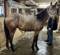 Pouliche Quarter horse enregistré 1 ans, Ligné Vache et Reining