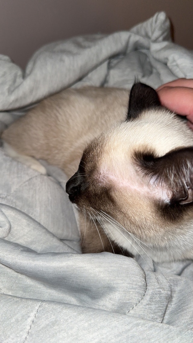 Free 5 or 6 month old cat Cats & Kittens for Rehoming Cape Breton