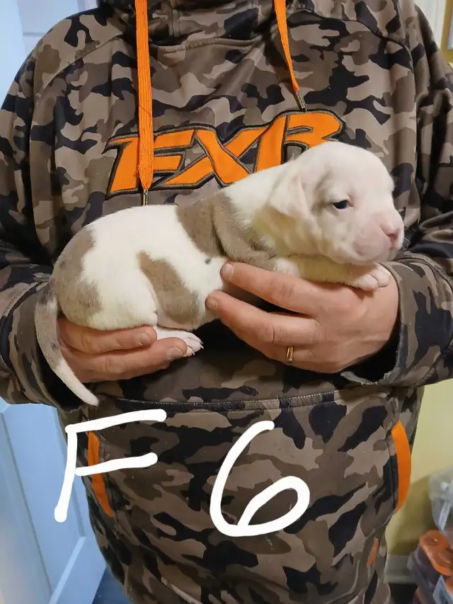 American bulldog puppies  in Dogs & Puppies for Rehoming in Fredericton - Image 6