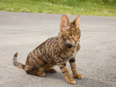 Male Savannah cat from A1 Savannahs. Neutered f2. He is 7 years old. Very energetic, affectionate an...