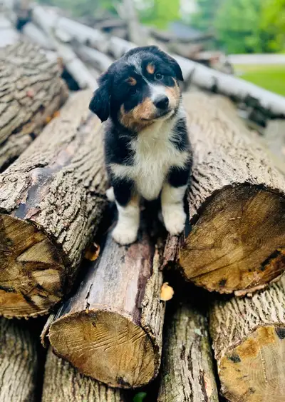 Australian shepherd puppies Ready to go, View more