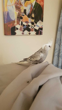 cockatiel