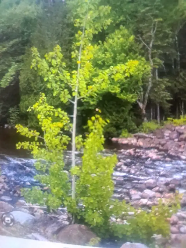 emplacement de camping  mi-sauvage in Quebec in Canada - Image 3