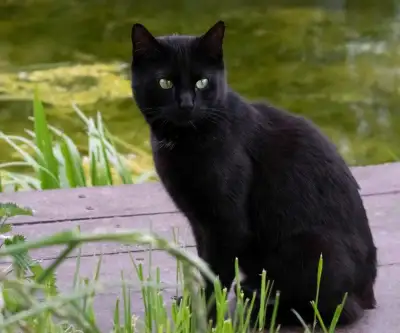 Loving owner of two cats looking for a black kitten to adopt. I recently lost my black male and am l...
