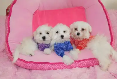 Tiny Toy and small Maltese Puppies, View more