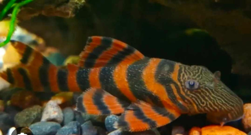 l397 red tiger plecos | Fish for Rehoming | Calgary | Free local ...