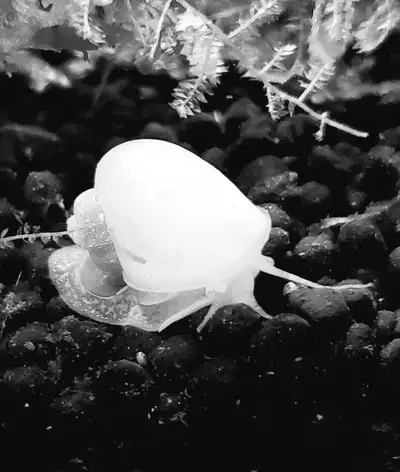 Say goodbye to algea , View more