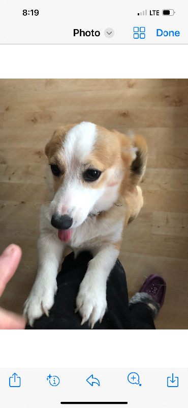 Corgi red & white female in Dogs & Puppies for Rehoming in St. Albert - Image 2