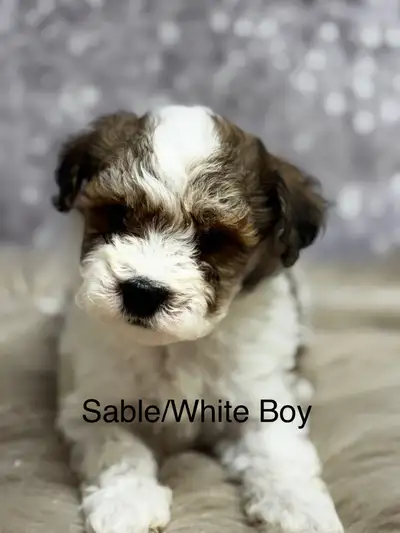 Havapoo (Havanese X Toy Poodle) Chocolates, Sables and Black, View more