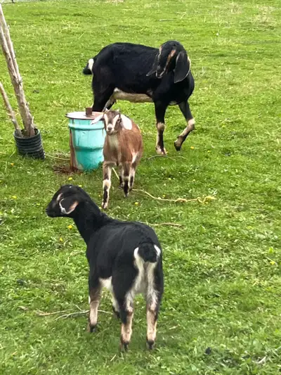 NUBAIN NANNY GOAT FOR SALE , View more
