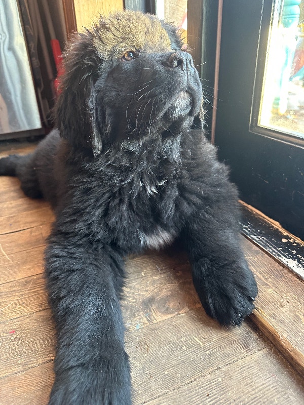 Newfoundland Puppies Dogs & Puppies for Rehoming 100 Mile House