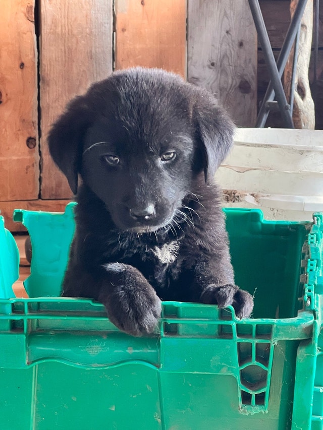 Lab cross Pups ready to go. Raised with kids! Dogs & Puppies for