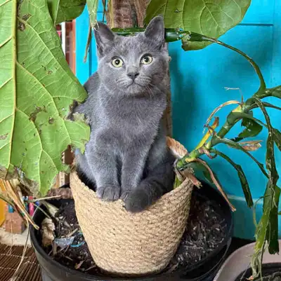 grey kitten, View more