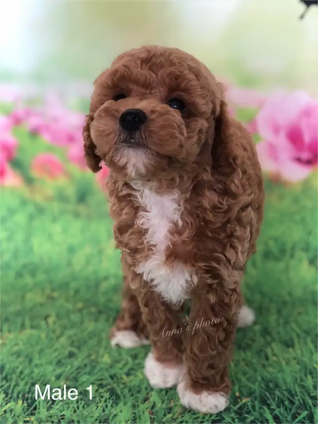 Pure Toy and Tiny Toy  poodle males in Dogs & Puppies for Rehoming in City of Toronto - Image 6