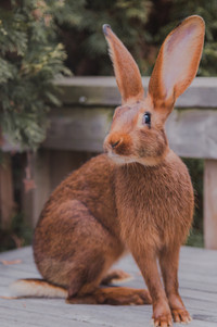 Purebred Belgian Hare Rabbit
