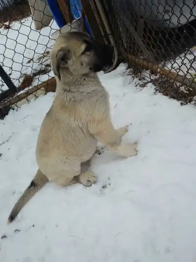 pyranesse Labrador puppies, View more