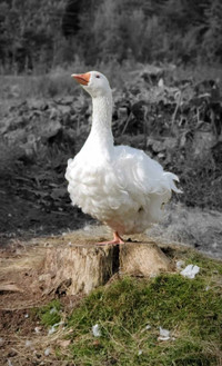 Sebastopol goslings for sale