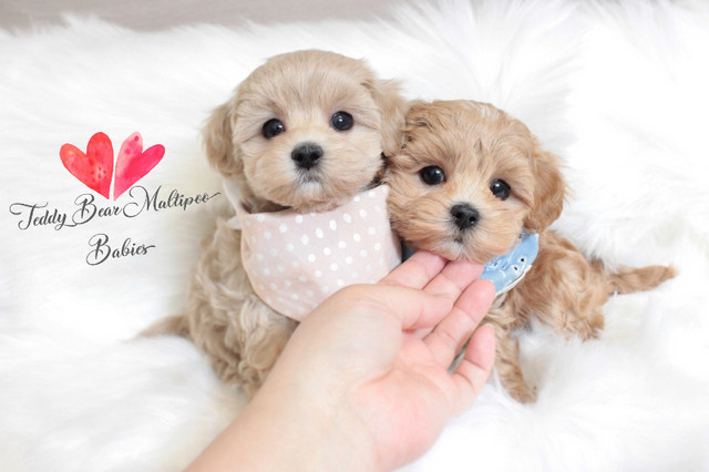 ❤️ TEDDY BEAR ❤️ Doll Face Toy Size Maltipoo Babies ❤️ in Dogs & Puppies for Rehoming in Delta/Surrey/Langley - Image 3
