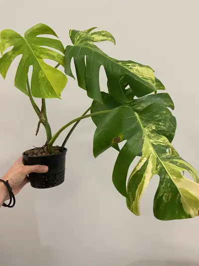 monstera aurea, View more