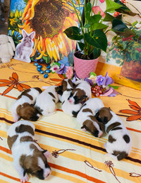 Super Stunning Purebred Jack Russell terrier Puppies