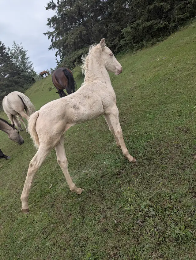 Learning Gentling horses539802913431234569
