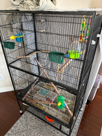 Large bird cage with two budgies